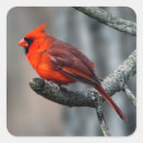 Search for birds of a feather stickers Tree