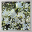 Search for white azalea posters Nature