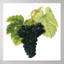 Search for vintage wine posters Vineyard