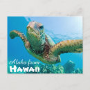 Search for sea turtle cards Aloha
