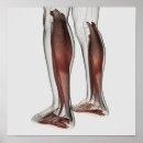 Search for leg muscle art Low section