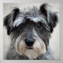 Search for miniature schnauzer posters Canine