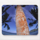 Search for trunk mousepads Tropical