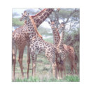 Search for giraffa Africa