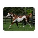 Search for moving image magnets Equestrian