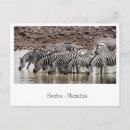 Search for black and white zebra postcards Wildlife