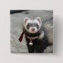 Search for ferret badges Pets