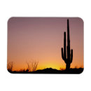 Search for saguaro magnets Sunset