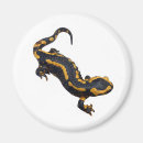 Search for salamanders magnets Fire