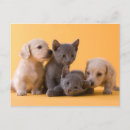 Search for dachshund puppy postcards Pet