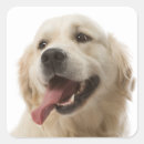 Search for golden retriever dog stickers Puppies