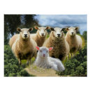 Search for baby lamb posters Sheep