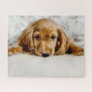 Search for cocker spaniel puzzles Domestic animals