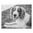 Search for pet photography posters Black and white