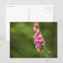 Search for foxglove flower postcards Photography