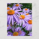 Search for aster postcards Purple