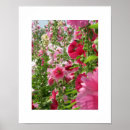 Search for hollyhock posters Nature