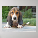 Search for basset hound art Cute