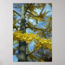 Search for ginko art Gingko