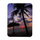 Search for tropical climate magnets Outdoors