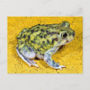 Search for toad postcards Wildlife
