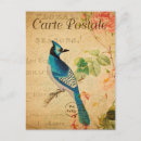 Search for blue jay bird postcards Vintage