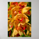 Search for cattleya orchid posters Garden