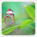 Search for butterfly wings stickers Nature
