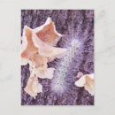 Search for fuzzy postcards Tree