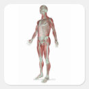 Search for front view stickers Human body part