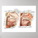 Search for face anatomy posters Medical