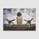 Search for aerospace gift wrap Aviation
