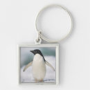 Search for cute penguins square key rings Wildlife