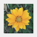 Search for coreopsis Garden