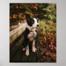 Search for border collie painting posters Black and white