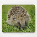 Search for hedgehog mousepads Cute