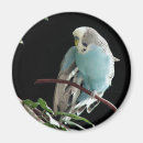 Search for budgie magnets Pet