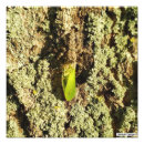 Search for entomology posters Insects