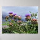 Search for scottish thistle posters Purple