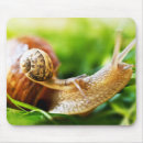Search for slug electronics Snail