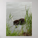 Search for beaver art Lake