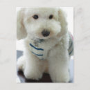 Search for miniature postcards Poodle