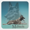 Search for belgian malinois gear stickers Maligator