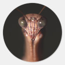 Search for praying mantis stickers Animal