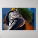 Search for colourful parrot posters Macaw