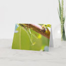 Search for mantis cards Photography