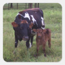 Search for pasture stickers Cattle