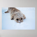 Search for mixed breeds art Animal