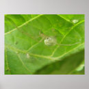 Search for arachnids posters Arachnophobia