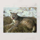 Search for bobcat postcards Cute